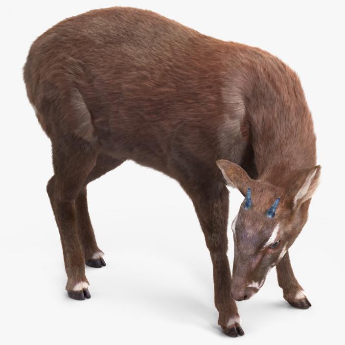 3D Saola Eating Pose Fur 2 model