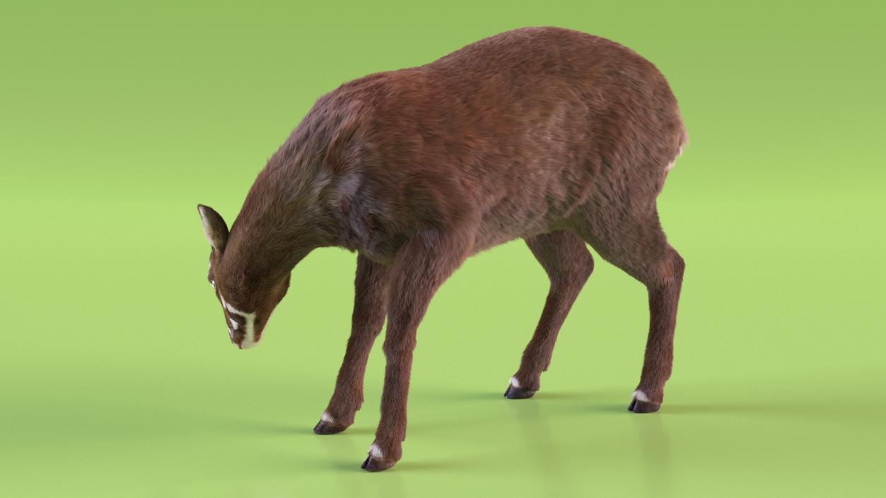 3D Saola Eating Pose Fur 2 model