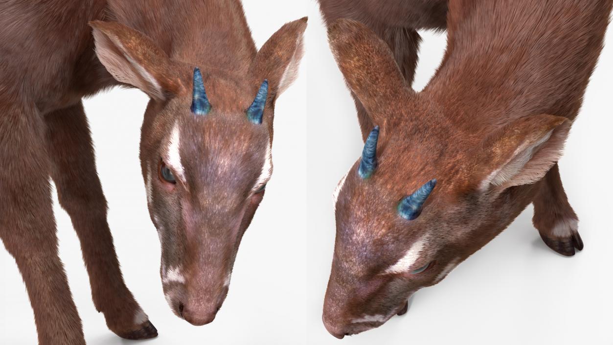 3D Saola Eating Pose Fur 2 model