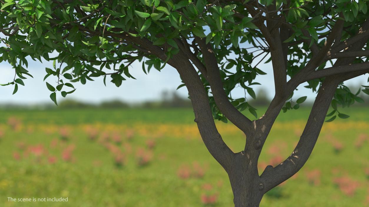 3D Orange Tree