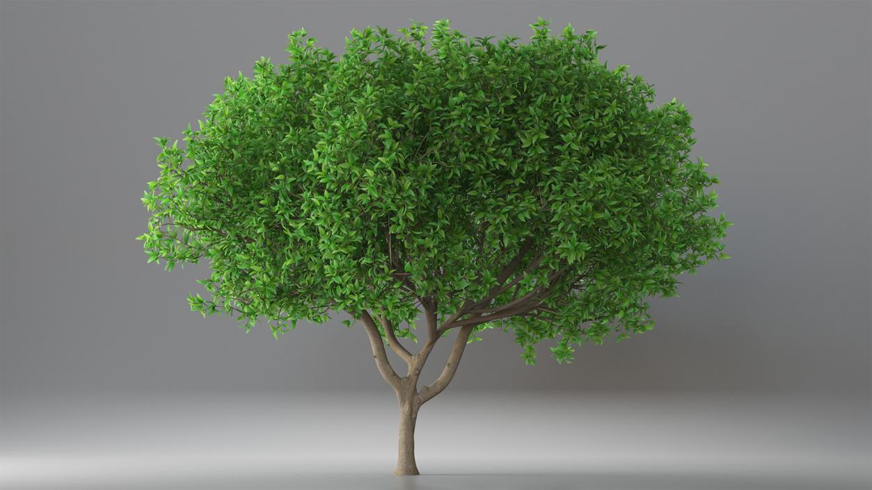 3D Orange Tree