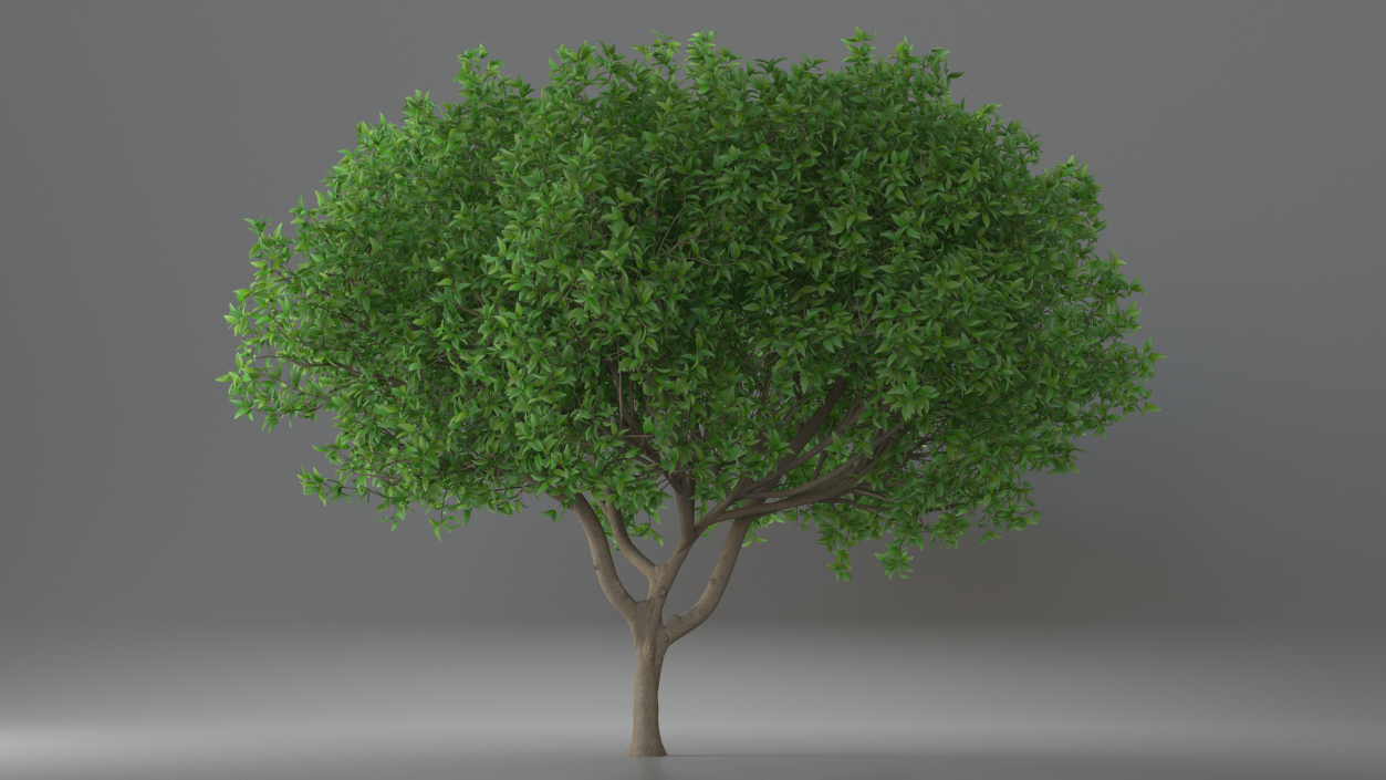 3D Orange Tree