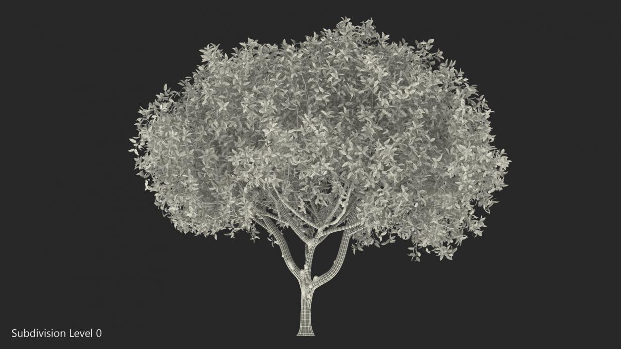 3D Orange Tree