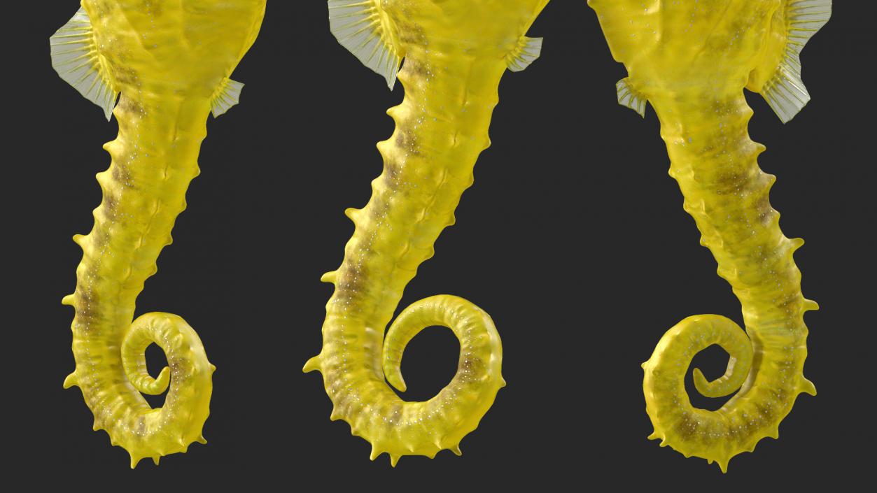 3D Slender Seahorse Hippocampus Reidi Rigged