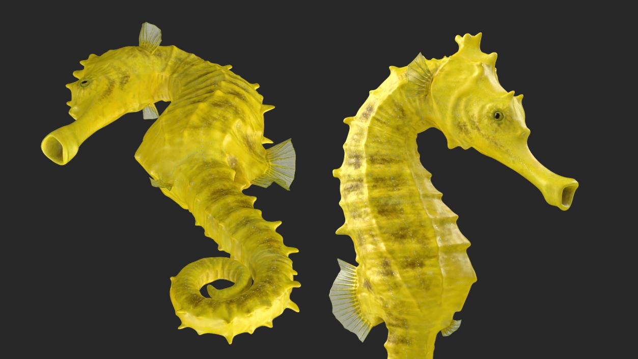 3D Slender Seahorse Hippocampus Reidi Rigged