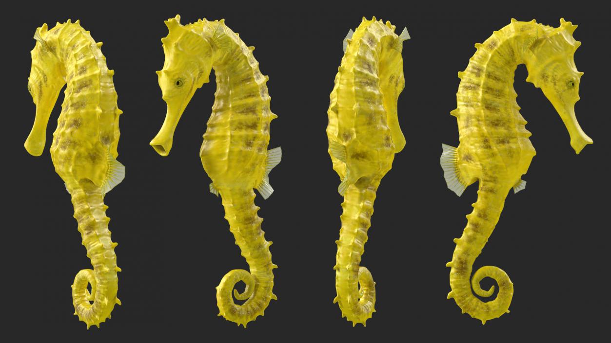 3D Slender Seahorse Hippocampus Reidi Rigged