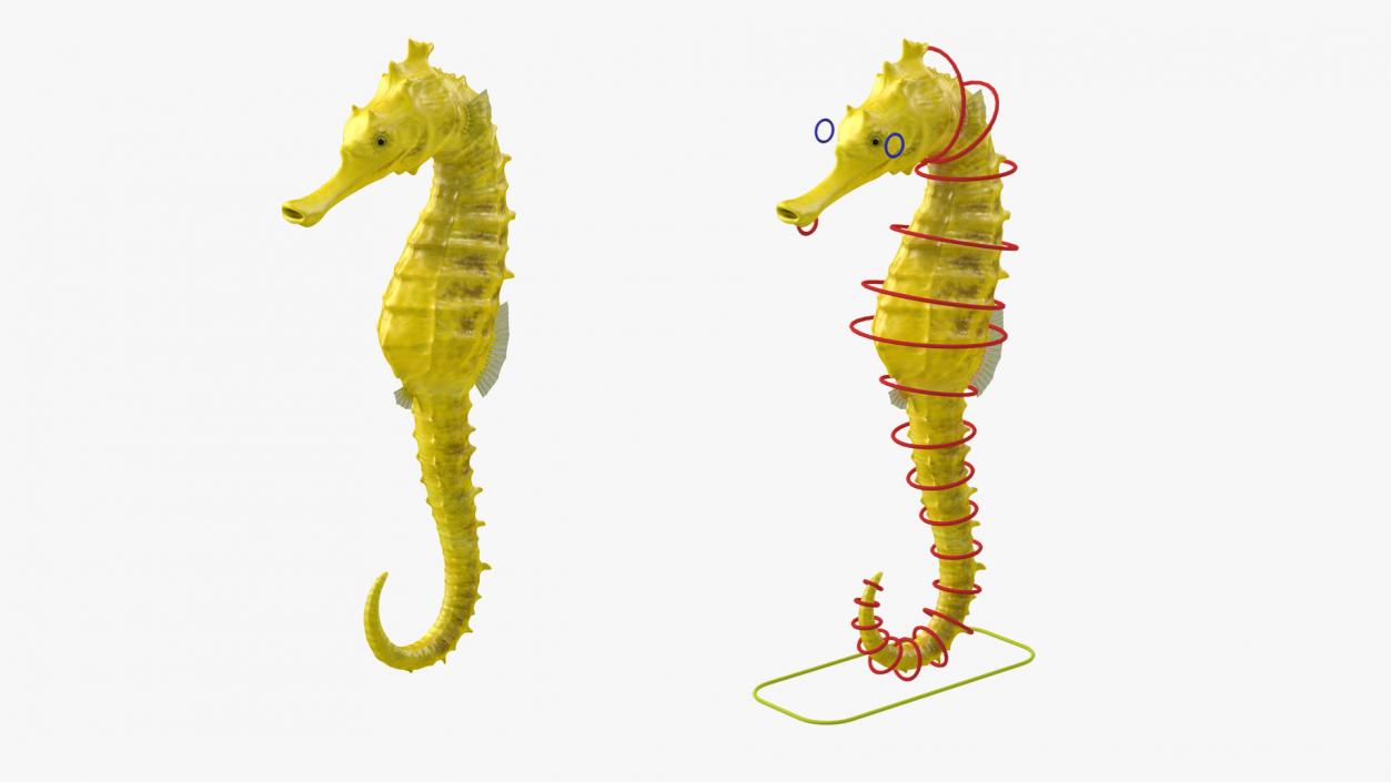 3D Slender Seahorse Hippocampus Reidi Rigged