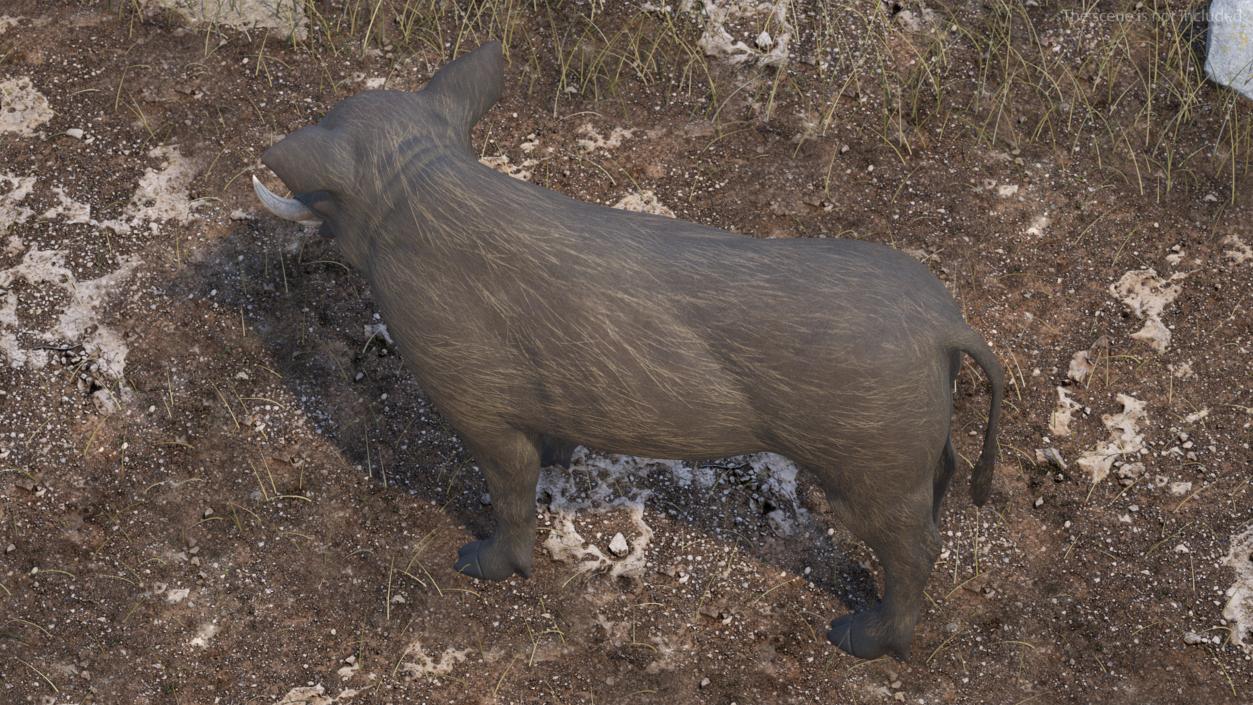 3D African Boar Standing Pose 2 model