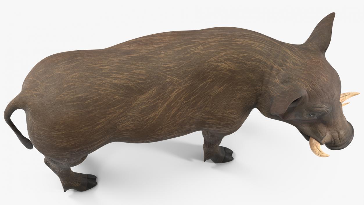 3D African Boar Standing Pose 2 model