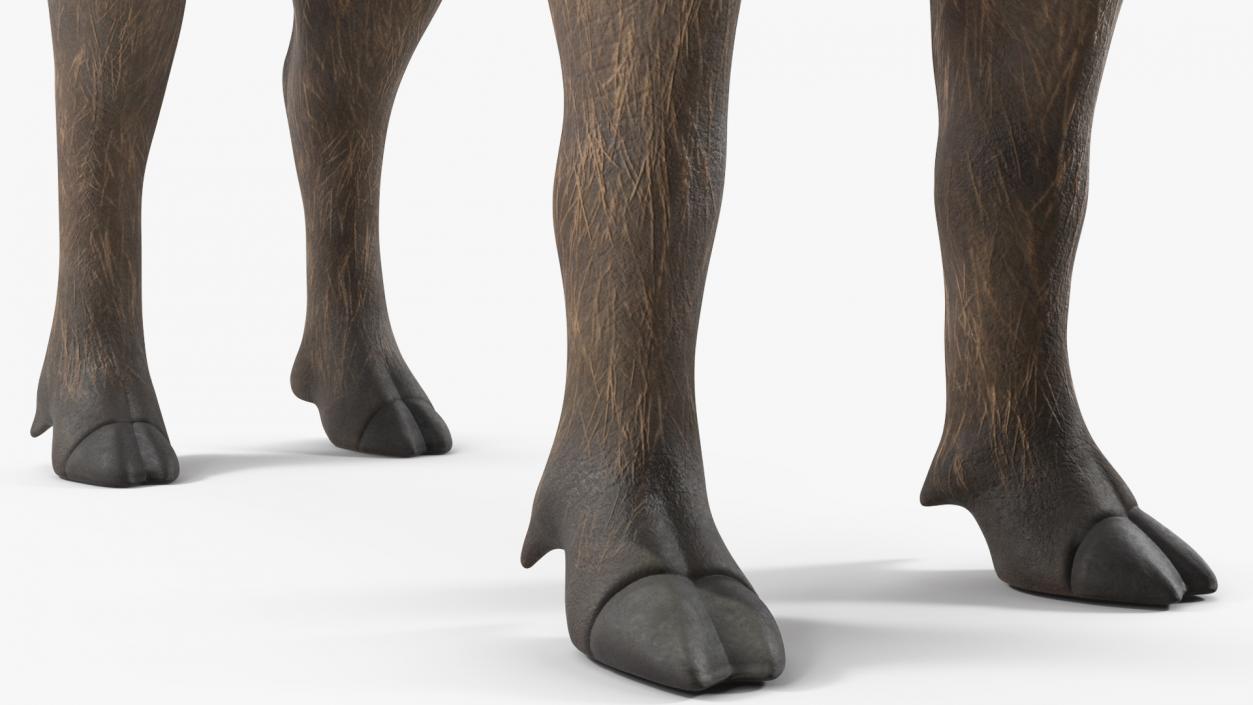 3D African Boar Standing Pose 2 model