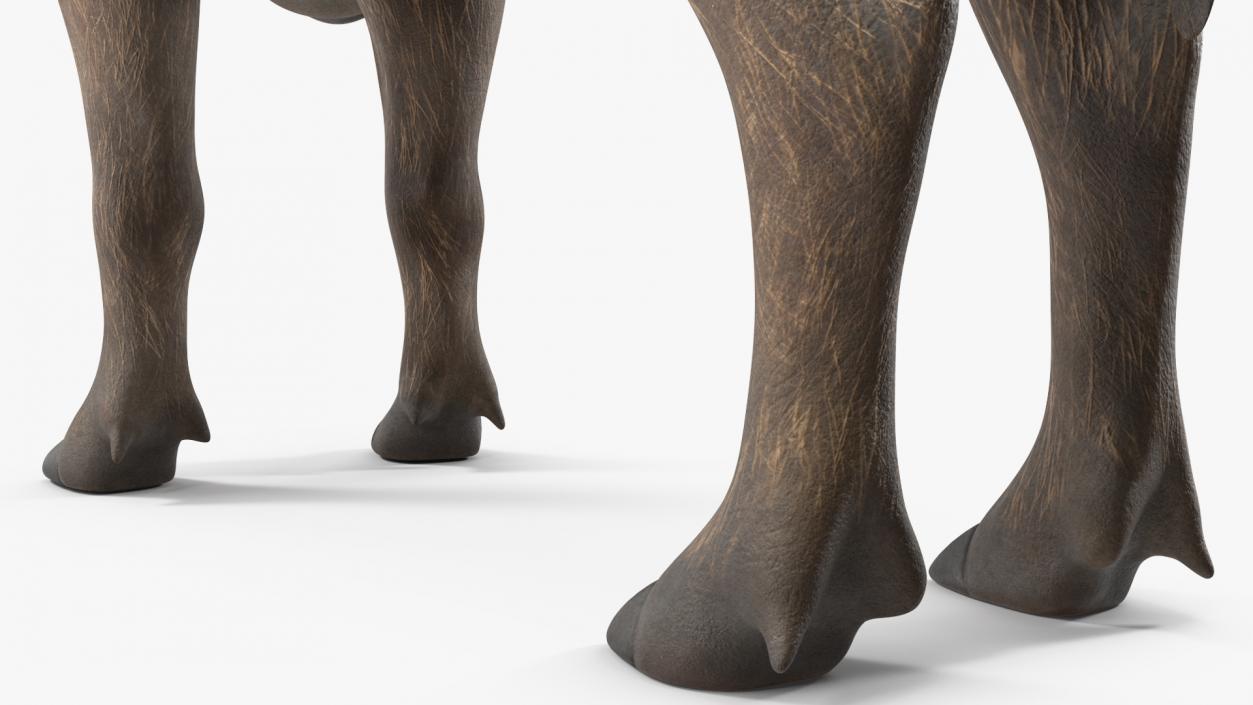 3D African Boar Standing Pose 2 model