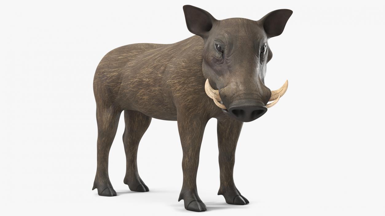 3D African Boar Standing Pose 2 model