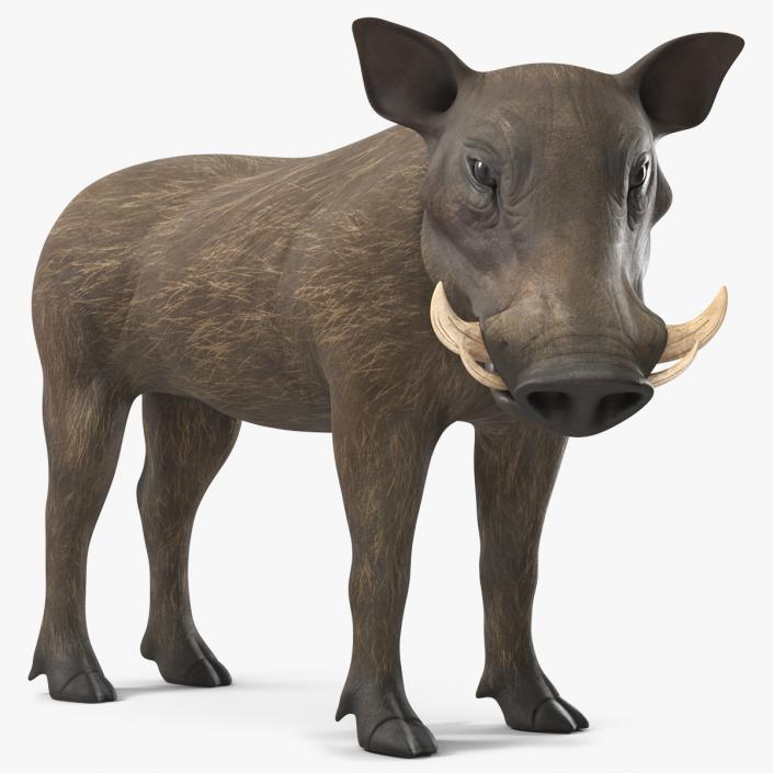 3D African Boar Standing Pose 2 model