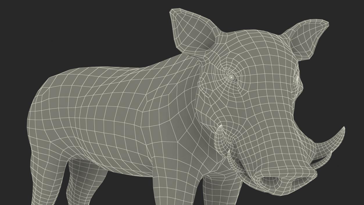 3D African Boar Standing Pose 2 model