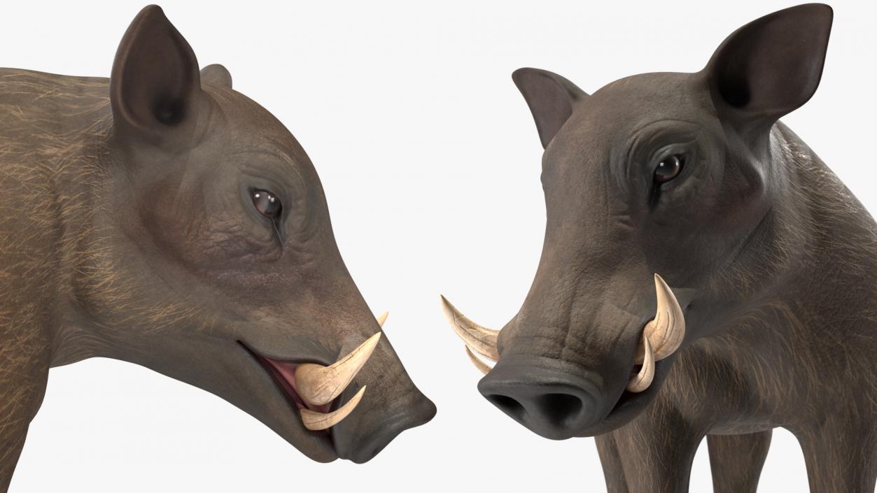 3D African Boar Standing Pose 2 model