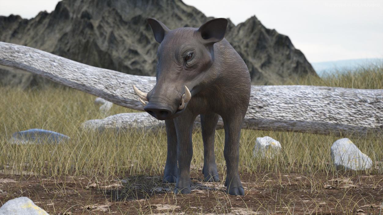 3D African Boar Standing Pose 2 model