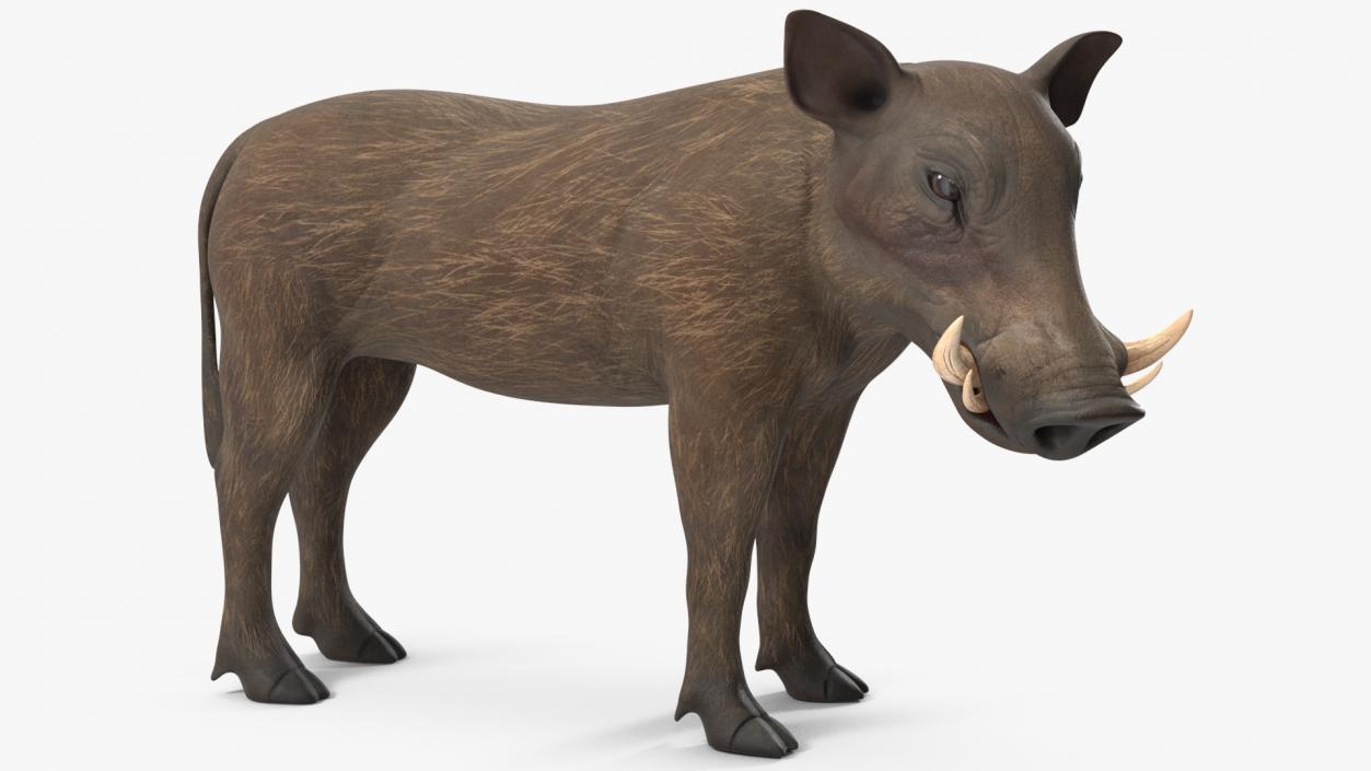 3D African Boar Standing Pose 2 model