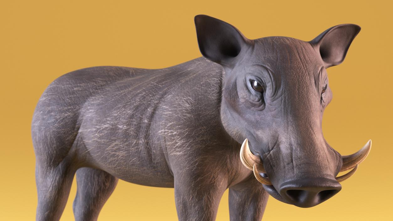 3D African Boar Standing Pose 2 model