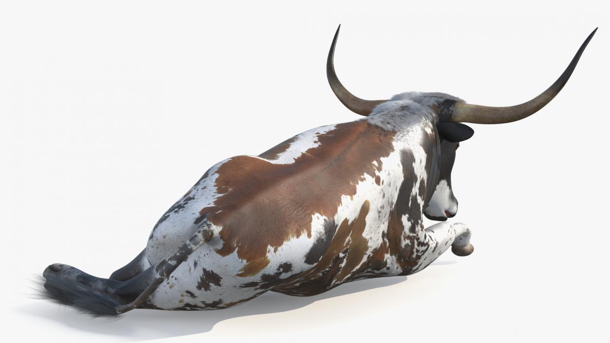 3D model Texas Longhorn Mottled Brown Rigged