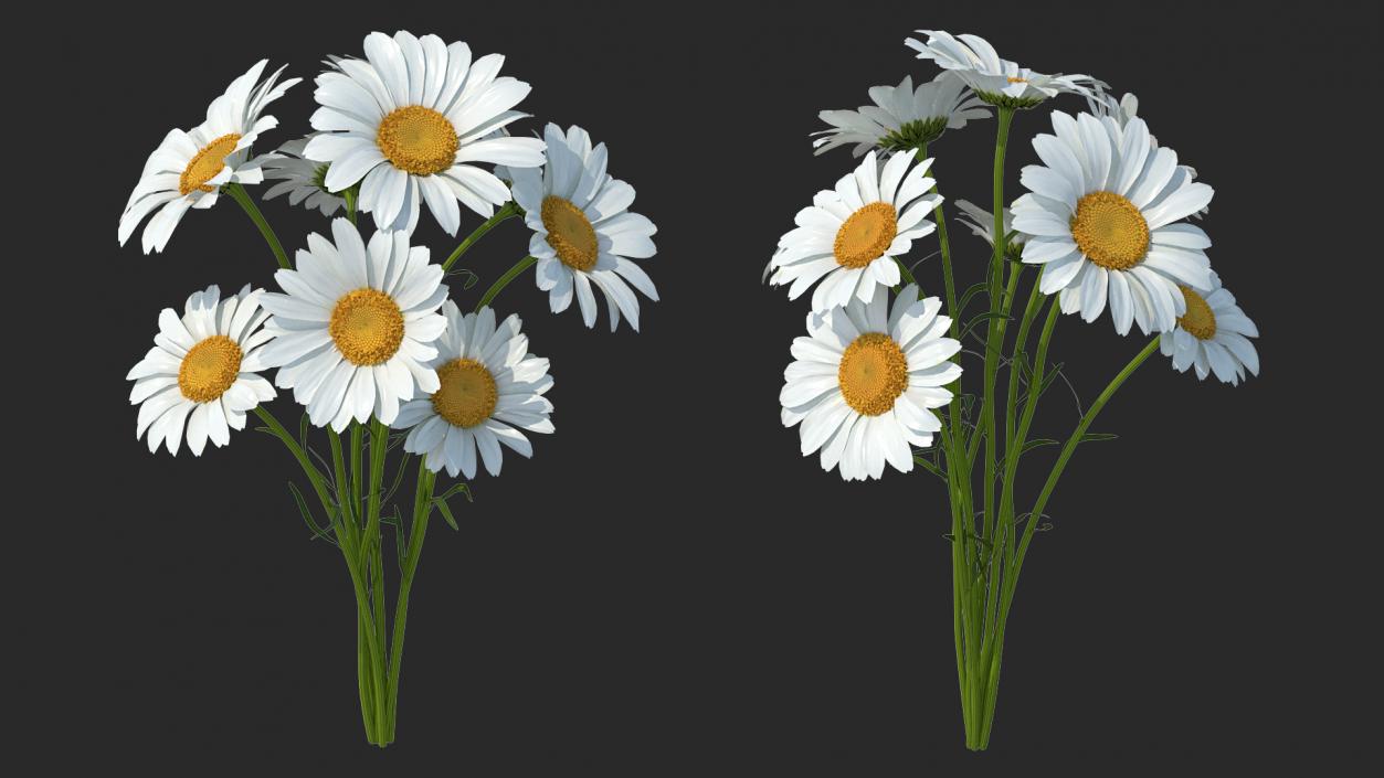 3D Bouquet of Chamomile Flowers model