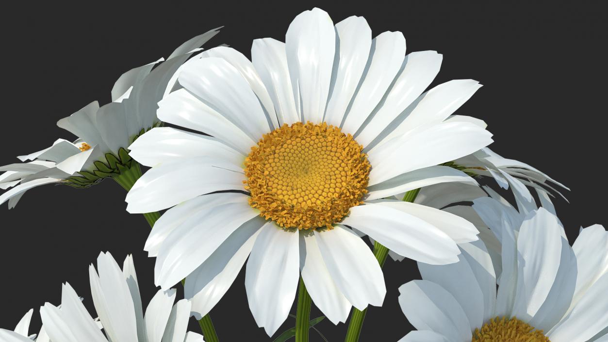 3D Bouquet of Chamomile Flowers model