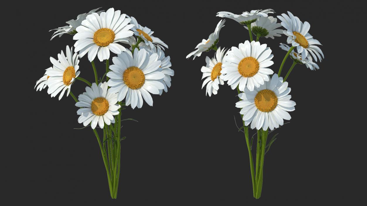 3D Bouquet of Chamomile Flowers model