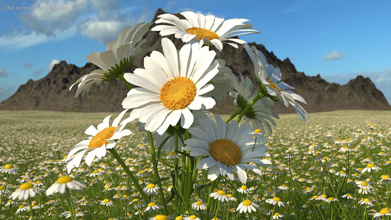 3D Bouquet of Chamomile Flowers model