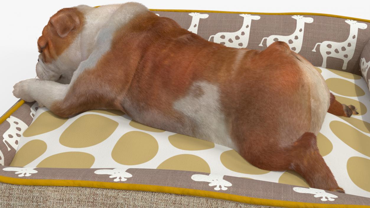 3D Bulldog Sleep in Pet Bed Fur model