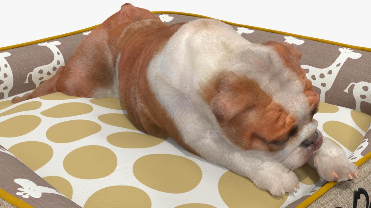 3D Bulldog Sleep in Pet Bed Fur model