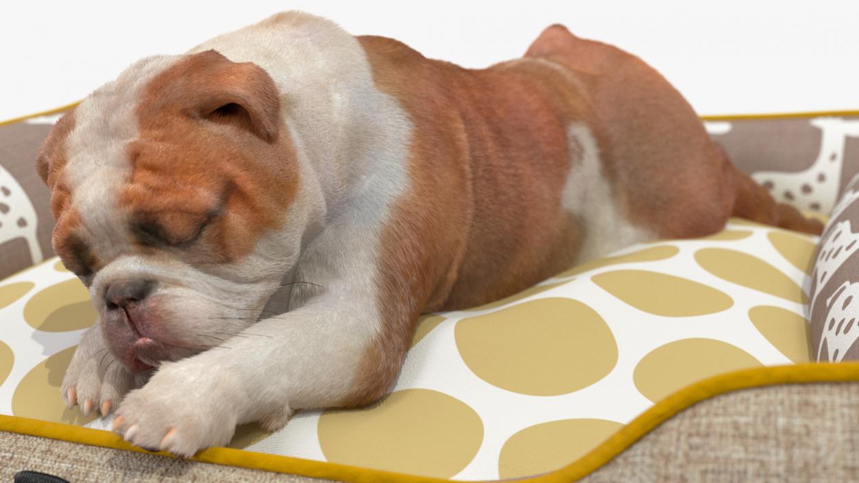 3D Bulldog Sleep in Pet Bed Fur model