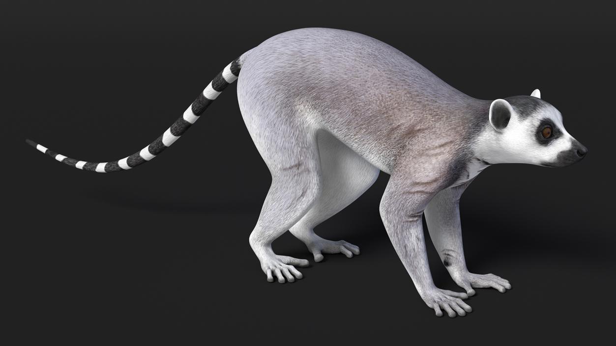 Lemur 3D model