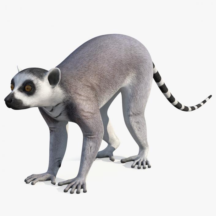 Lemur 3D model