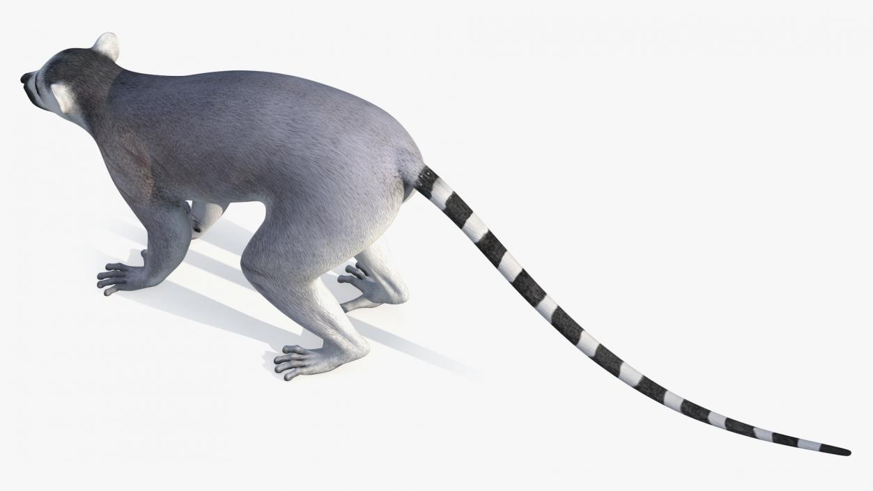 Lemur 3D model