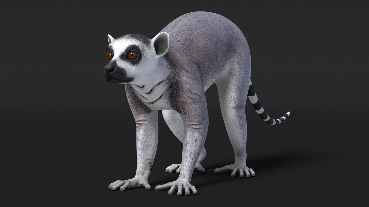 Lemur 3D model