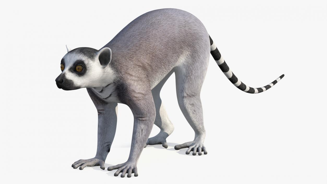 Lemur 3D model