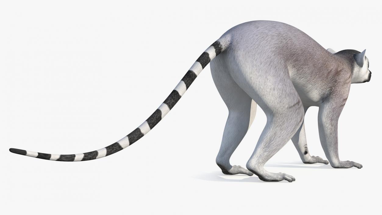 Lemur 3D model