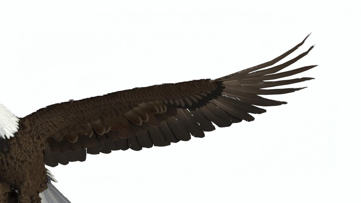 3D model Bald Eagle in Flight