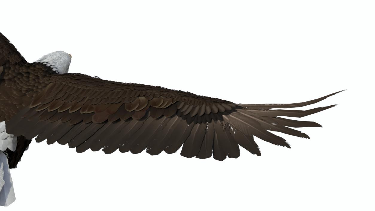 3D model Bald Eagle in Flight