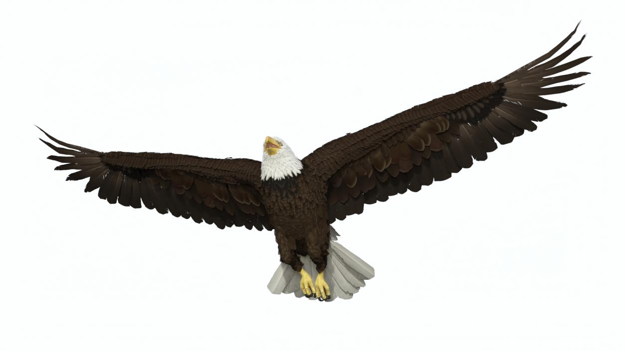 3D model Bald Eagle in Flight