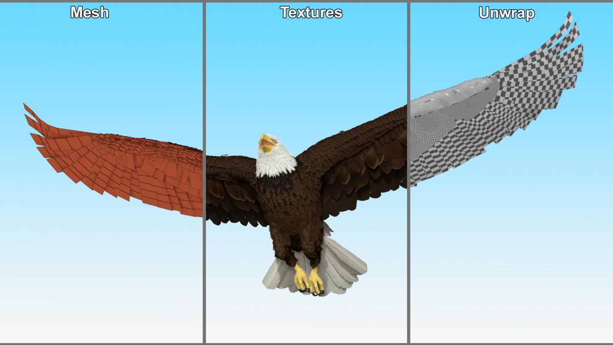 3D model Bald Eagle in Flight