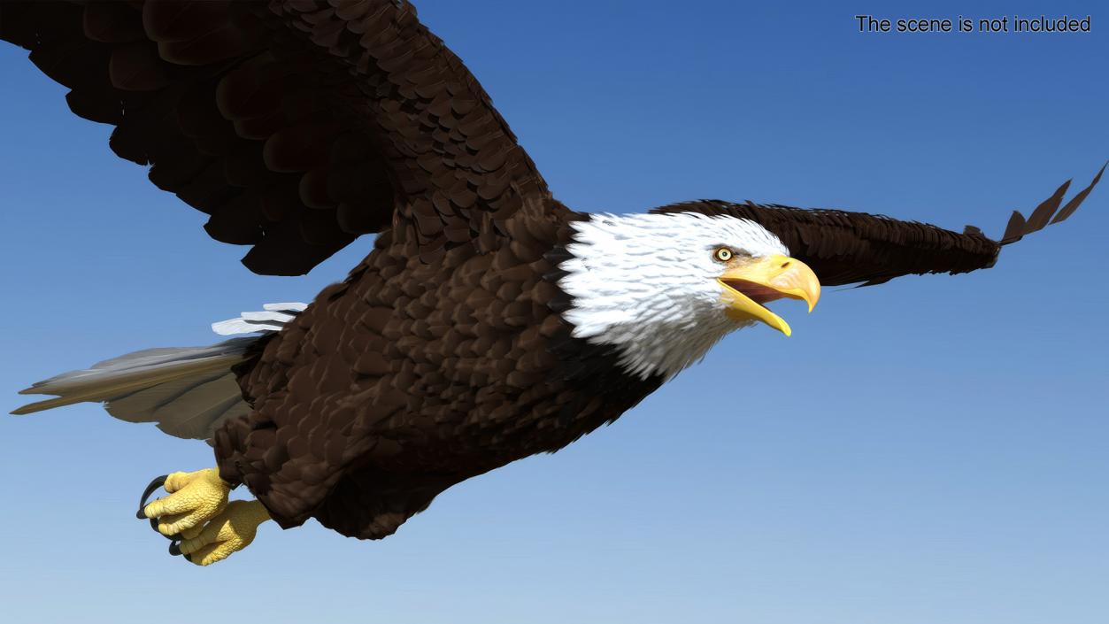 3D model Bald Eagle in Flight