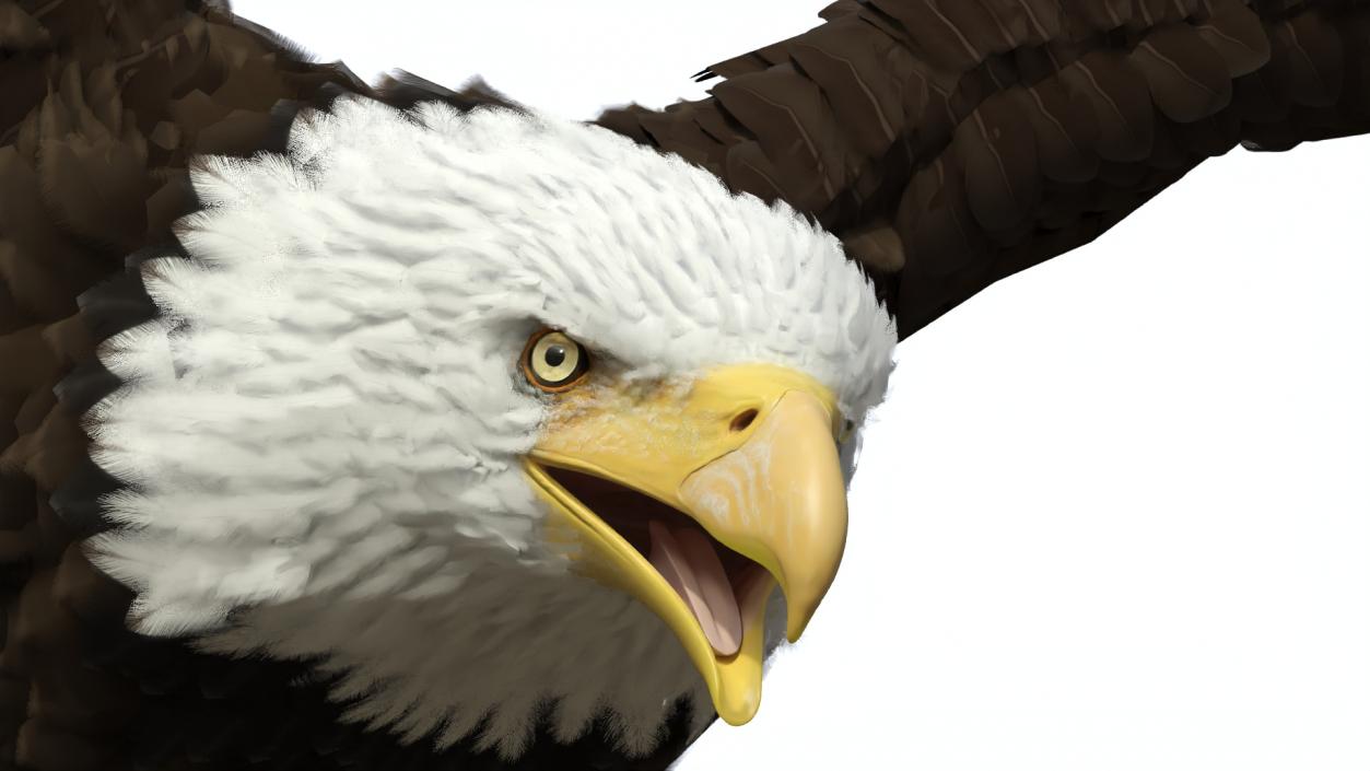 3D model Bald Eagle in Flight