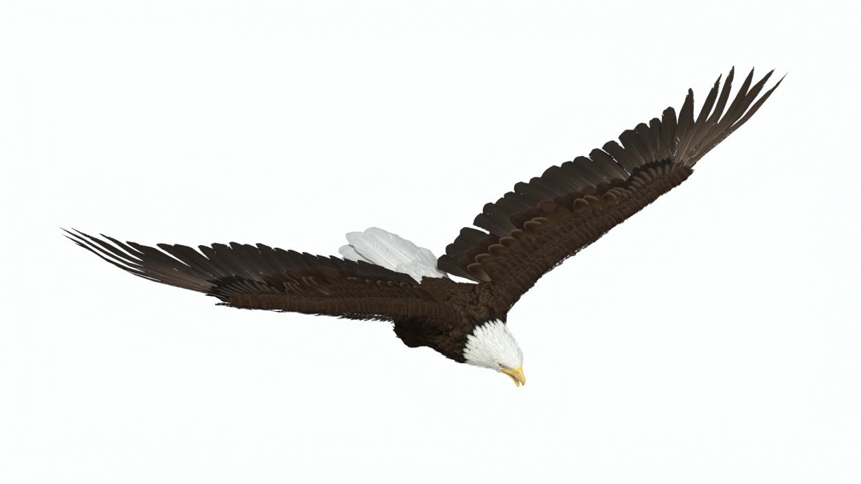 3D model Bald Eagle in Flight