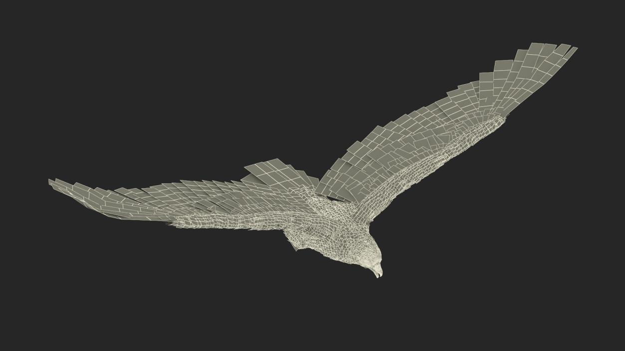 3D model Bald Eagle in Flight