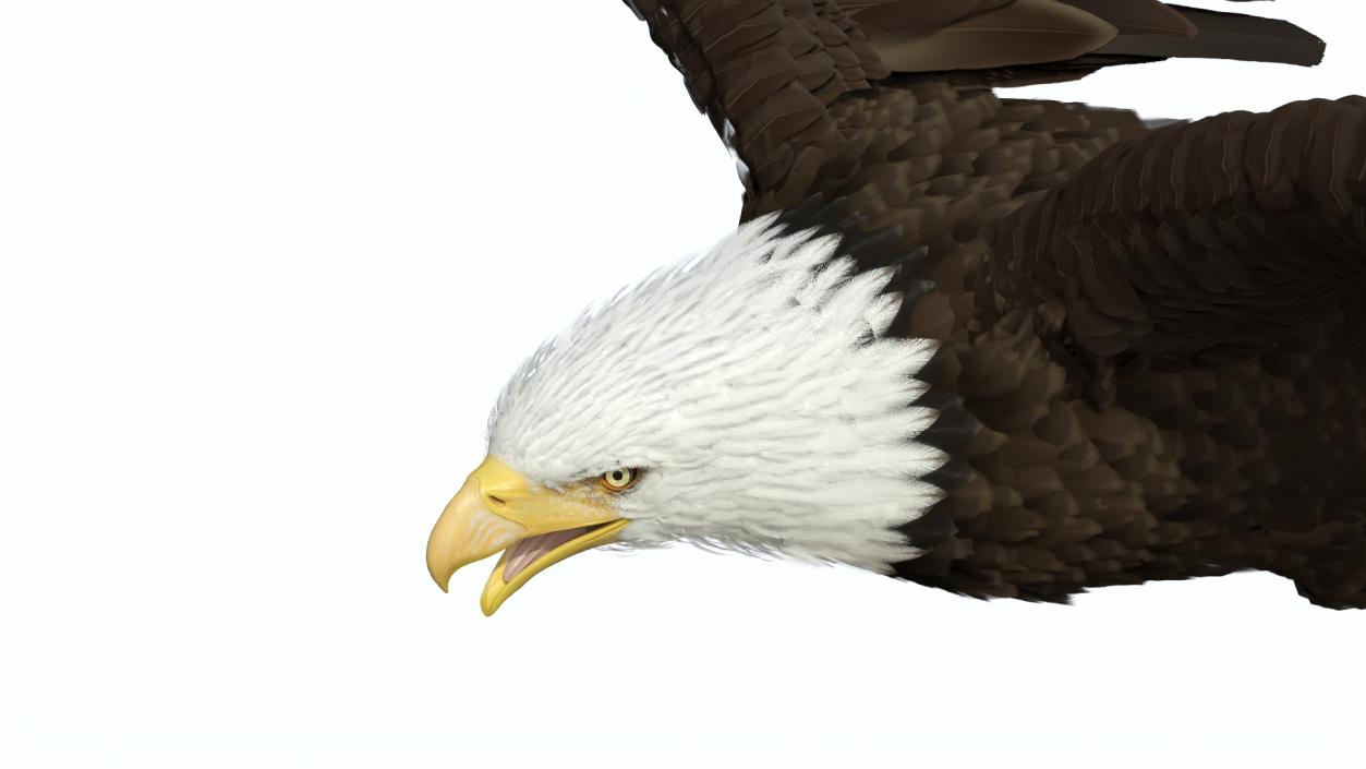 3D model Bald Eagle in Flight