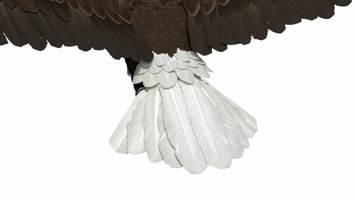 3D model Bald Eagle in Flight