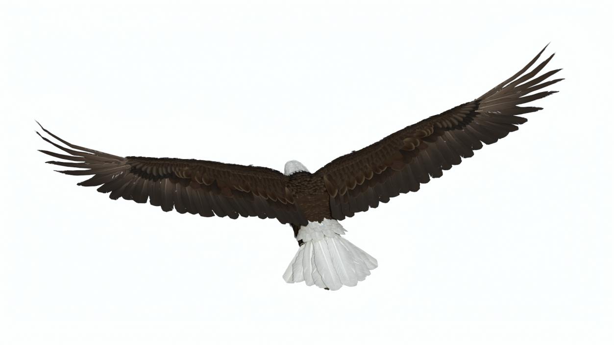 3D model Bald Eagle in Flight