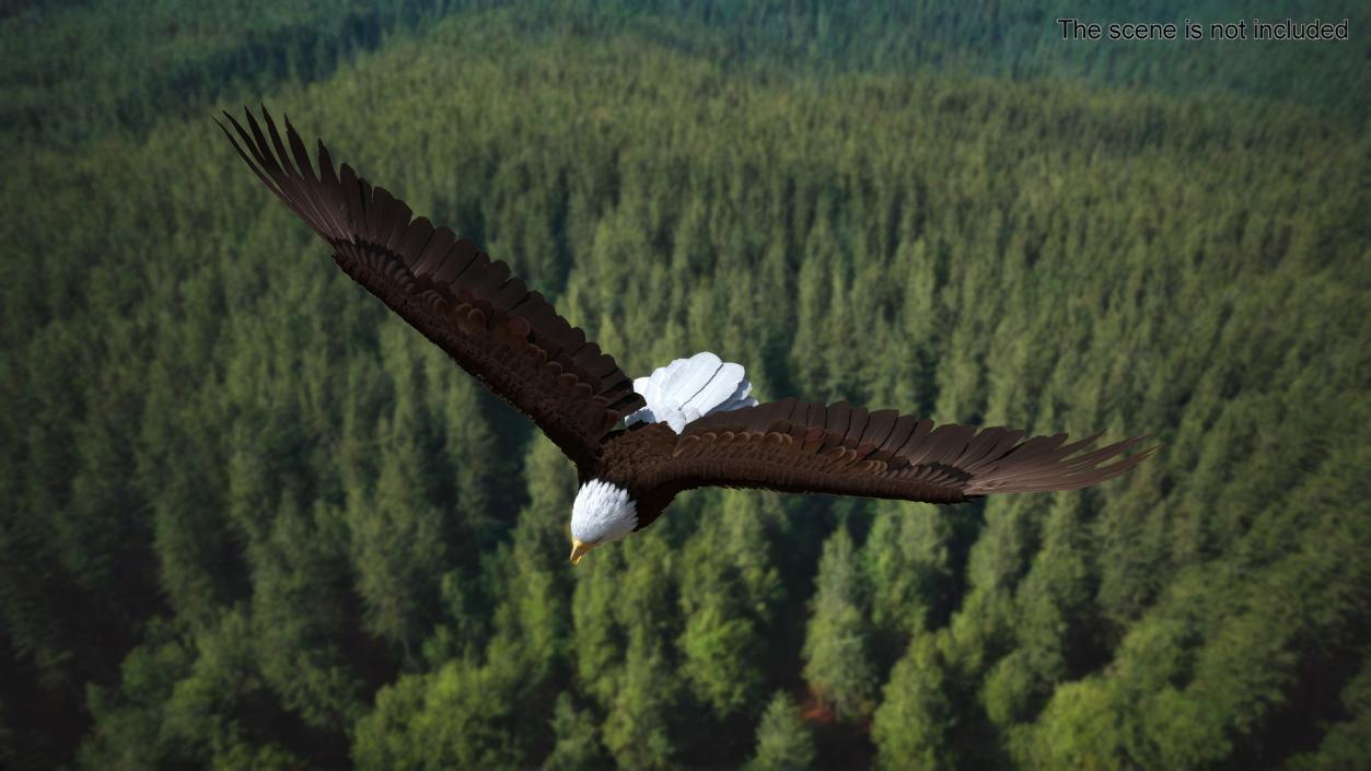 3D model Bald Eagle in Flight