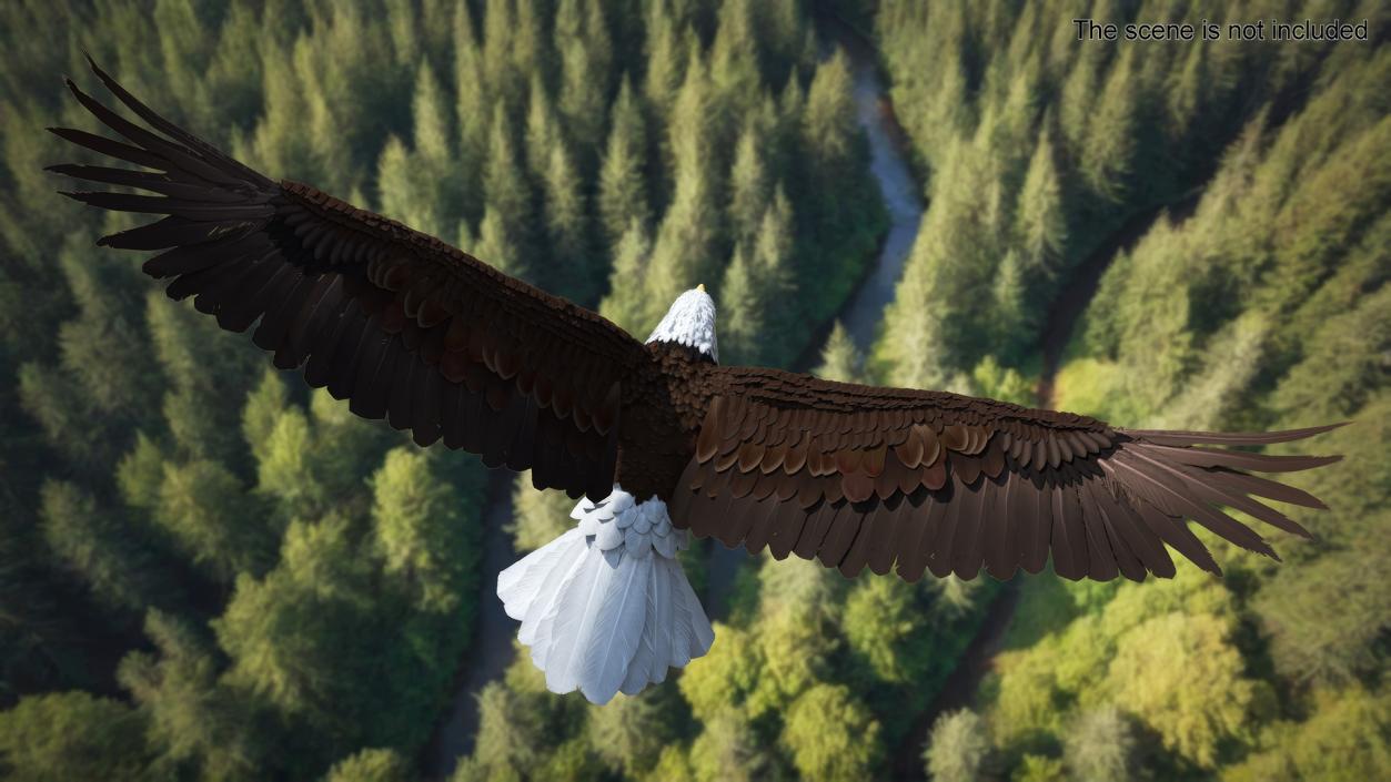 3D model Bald Eagle in Flight