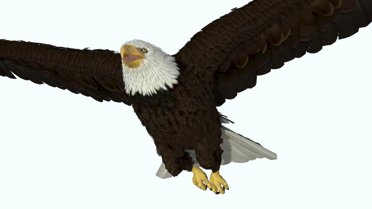 3D model Bald Eagle in Flight